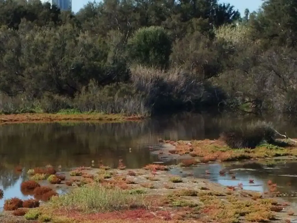 Wetland habitat at the Guadalhorce nature reserve