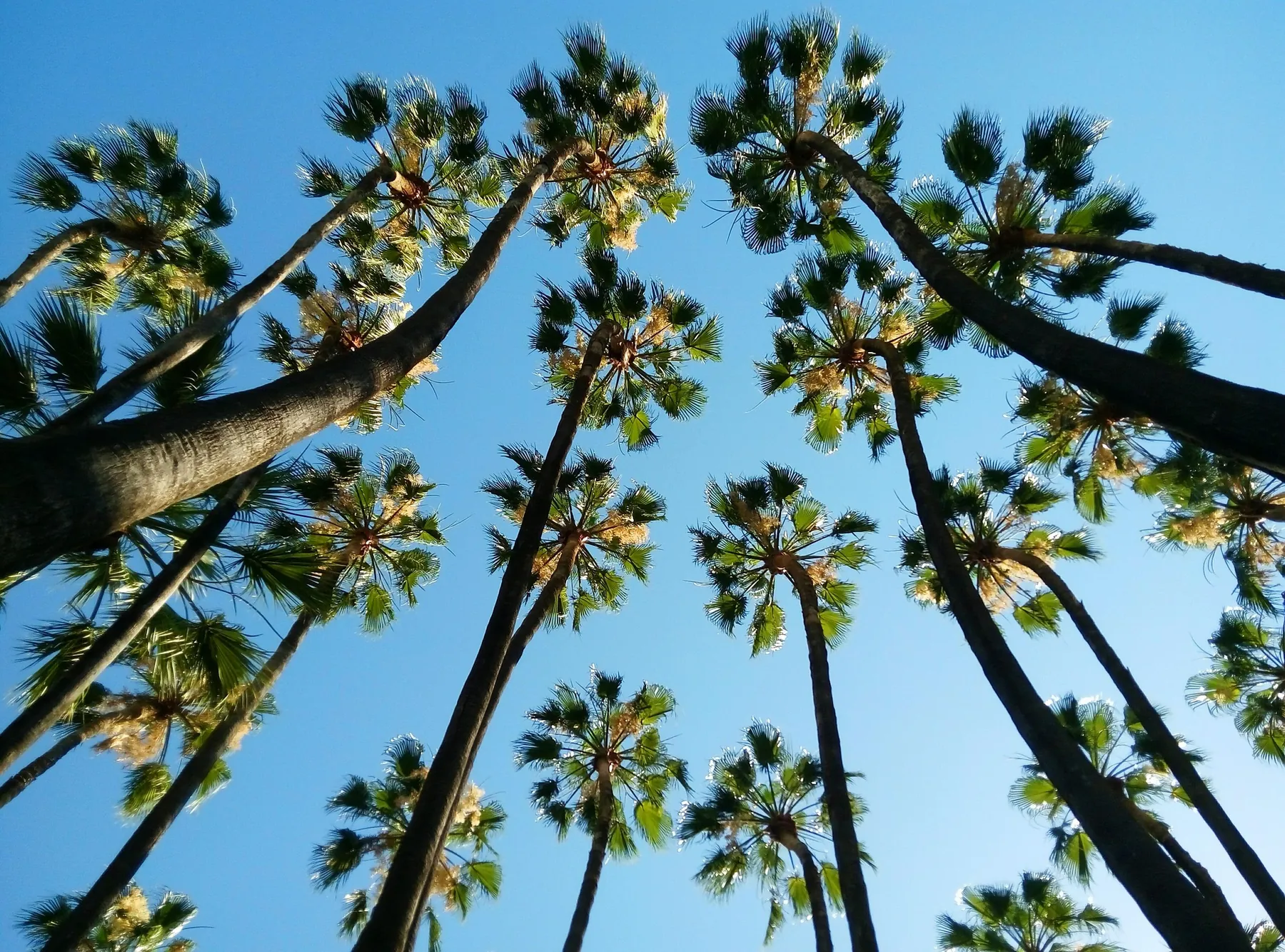 Palm trees against a clear Malaga sky